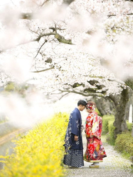 満開の桜と和装のカップル
